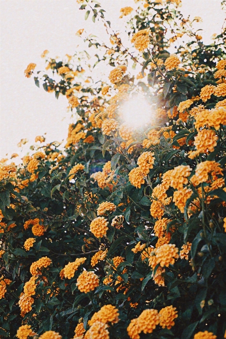 Fleur usine ciel arbre