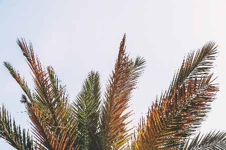 Tree vegetation sky plant Photo