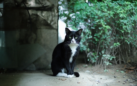 Foto Gato mamífero gatos de pequeno a médio porte
 felídeos
