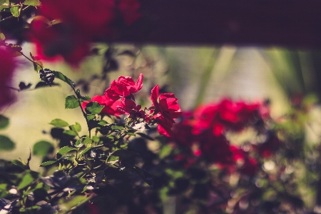 Flower red pink petal Photo