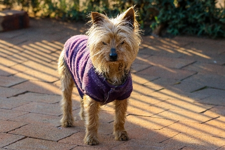 Foto Perro mamífero vertebrado
 raza canina
