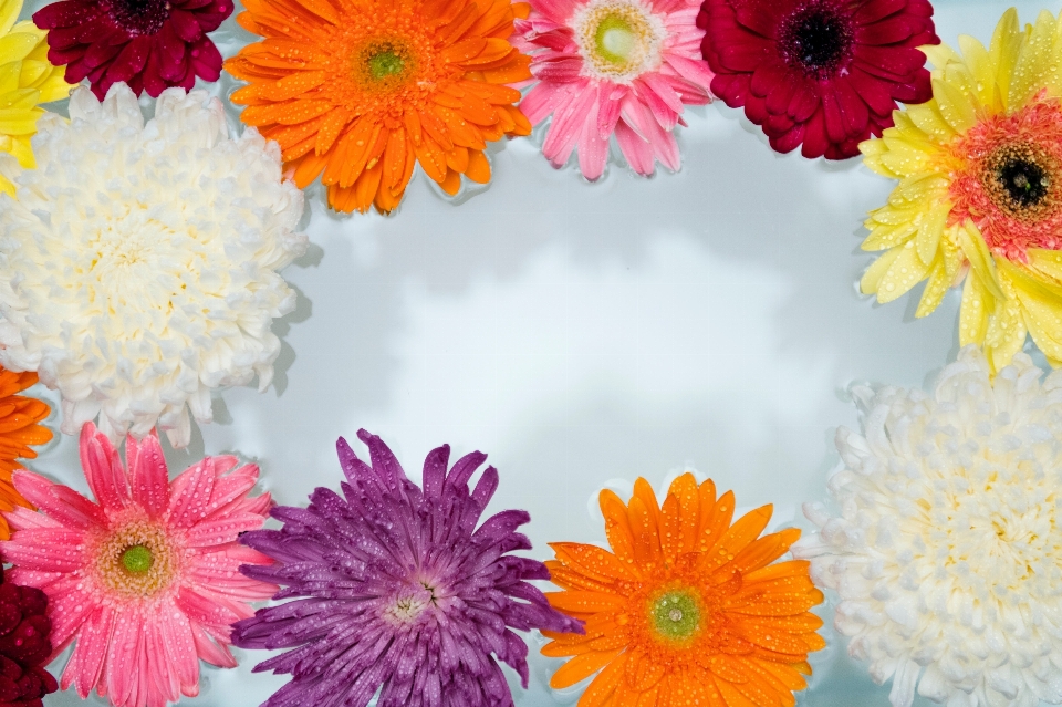 Marguerite de barberton
 gerberas
 fleur artificielle
