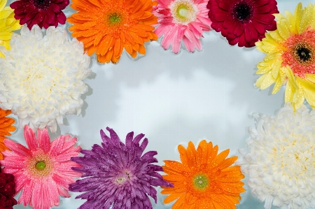 Barberton daisy gerbera flower artificial Photo