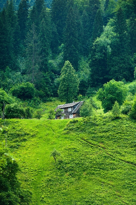 Grün vegetation natürliche landschaft
 natur