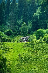 Green vegetation natural landscape nature Photo