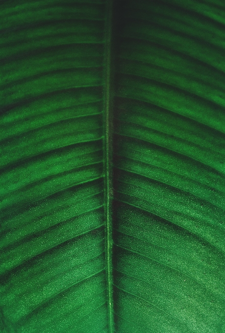 Green leaf banana close up