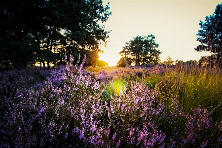 Lavender nature purple sky Photo