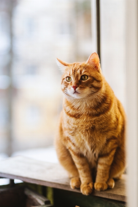 Kucing berukuran kecil hingga sedang
 mamalia felidae
