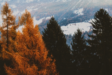 Tree nature sky wilderness Photo