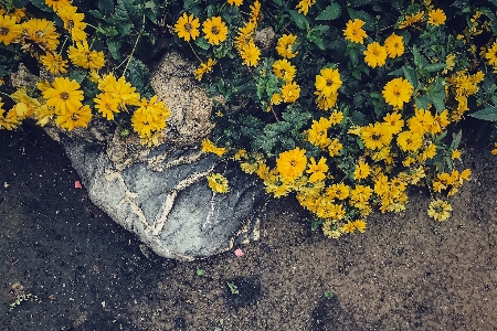 Flower yellow plant botany Photo