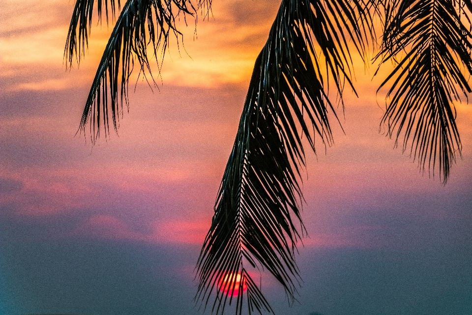 Cielo naturaleza árbol palmera