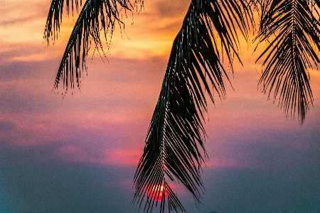 Sky nature tree palm Photo