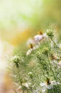 Nature green flower vegetation Photo