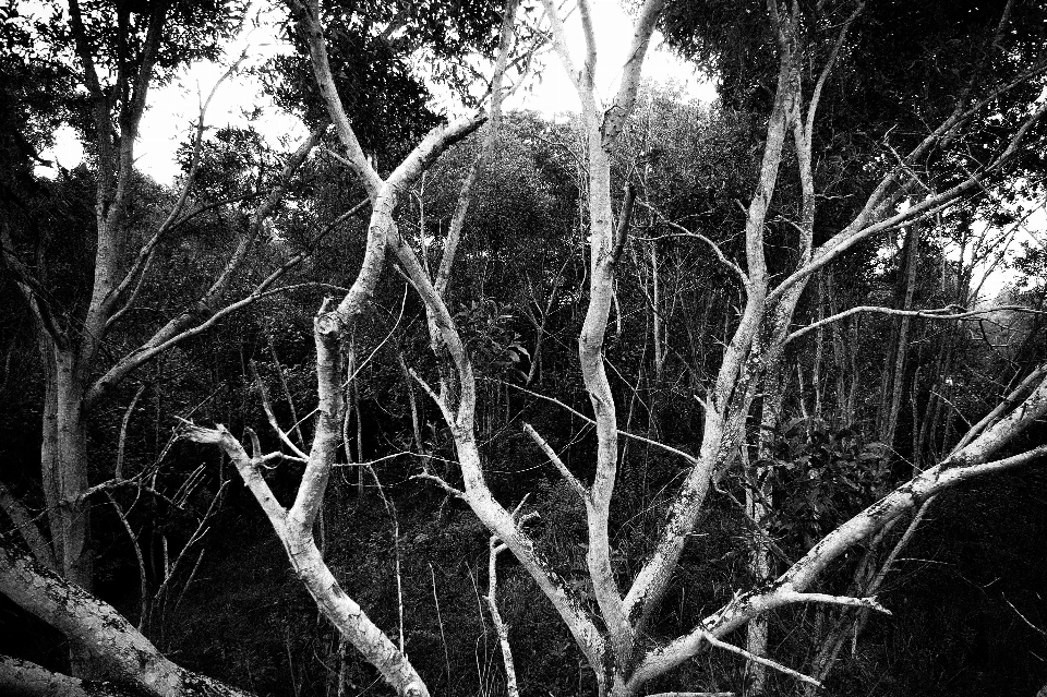 Arbre noir végétation bifurquer