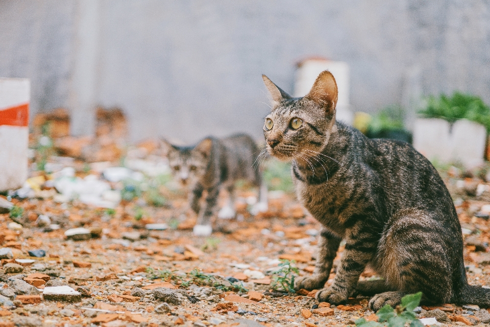 Cat mammal vertebrate small to medium sized cats