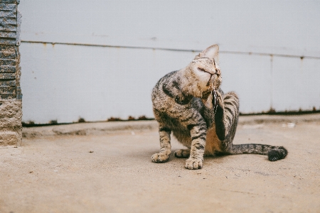 Foto Kucing felidae
 berukuran kecil hingga sedang
 rambut pendek eropa
