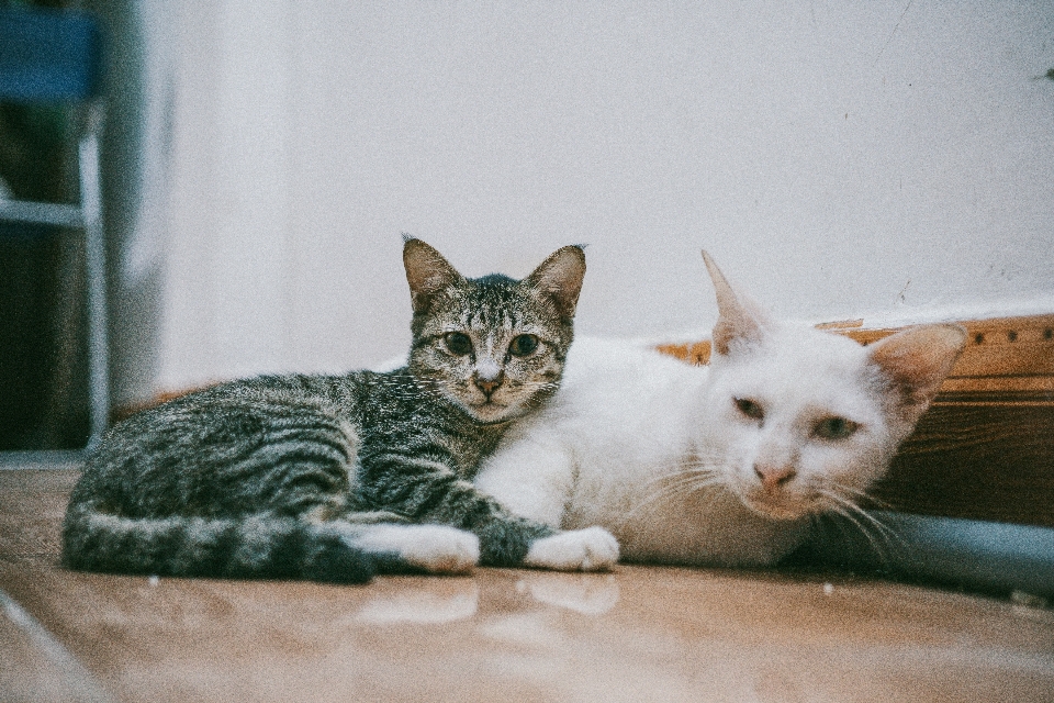 Gato mamífero vertebrado
 gatos de pequeno a médio porte
