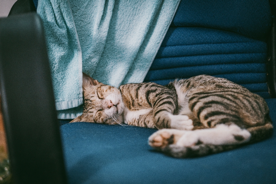 Kedi memeli küçük ila orta boy kediler
 kedigiller
