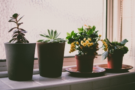 Flowerpot flower houseplant plant Photo