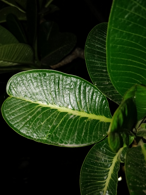 Feuille usine fleur vert