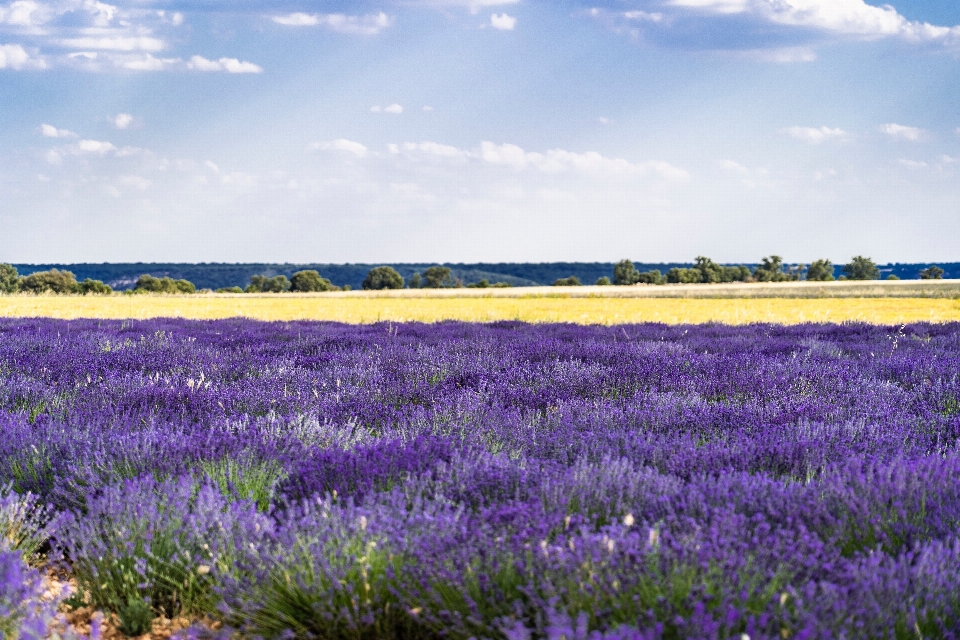 Lavender flower english field