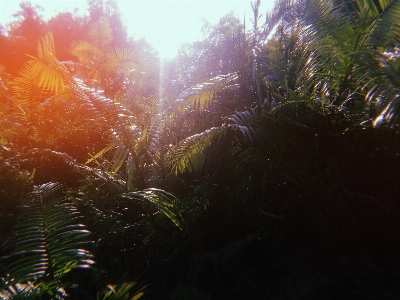 Foto Tumbuh-tumbuhan alam pohon sinar matahari