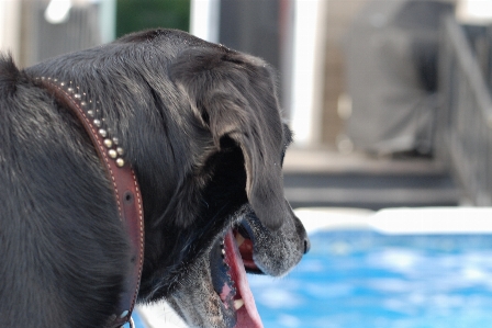 Foto Anjing kolam biru air