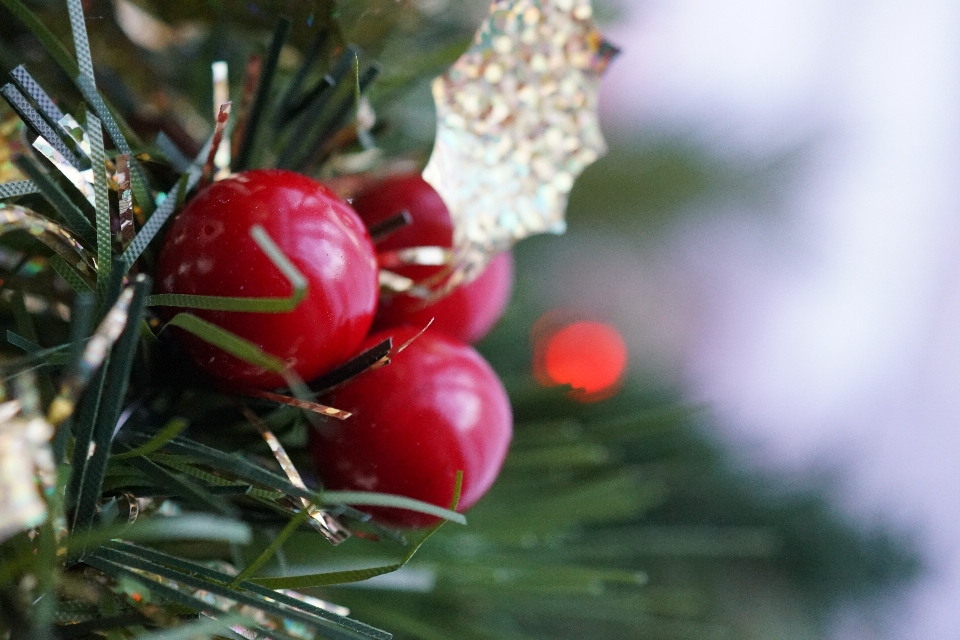 Albero ornamento di natale
 pianta natale