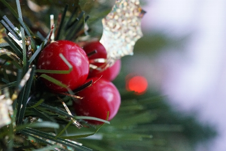 Foto Albero ornamento di natale
 pianta natale