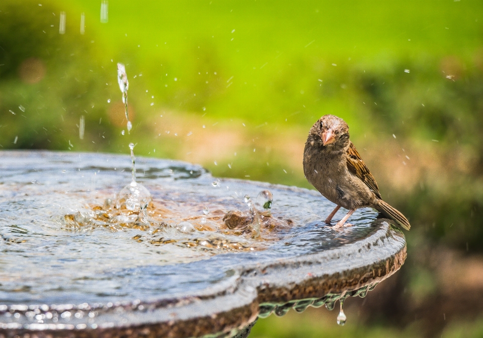 Nature bird bath beak