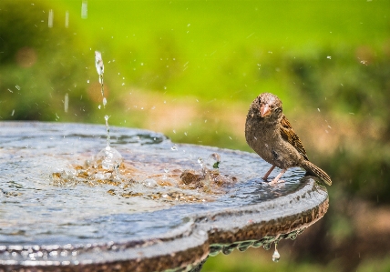 Foto Alam burung mandi burung
 paruh