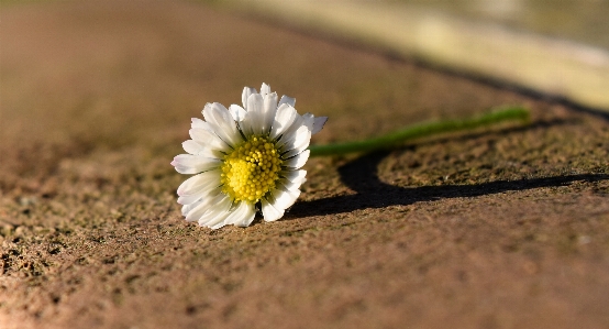 Foto Bunga aster bunga-bunga putih