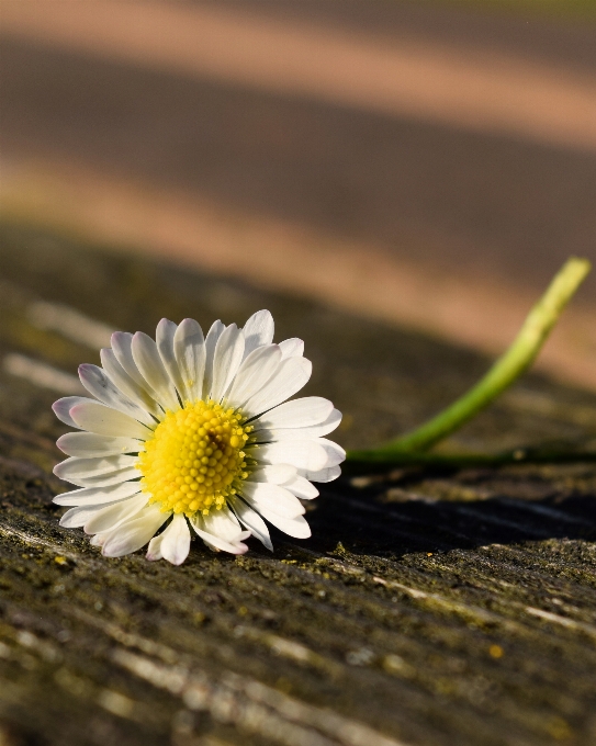 Marguerite fleur fleurs blanc