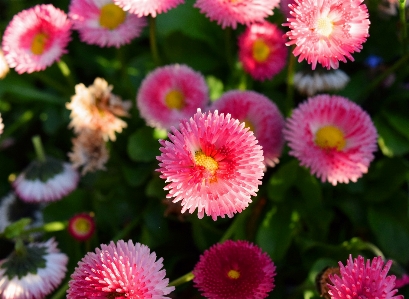 Daisy flower flowers white Photo