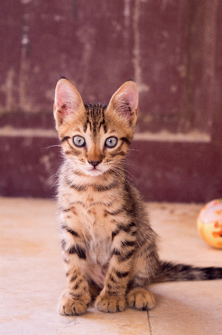 猫 哺乳類 脊椎動物
 小型から中型の猫
