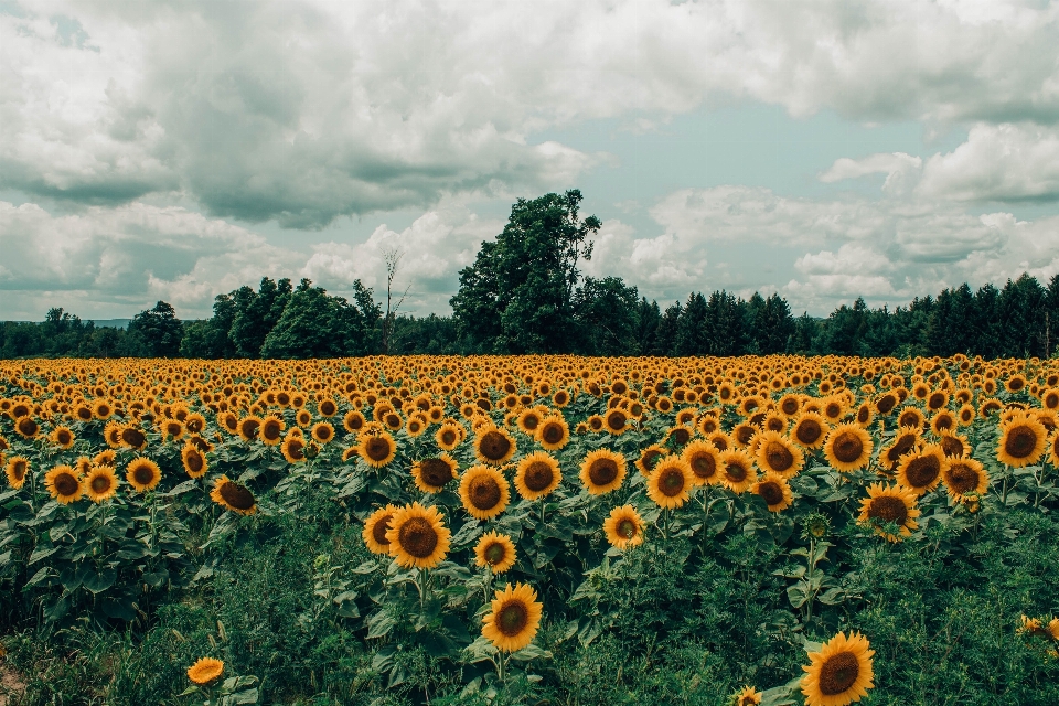 Girassol campo flor céu