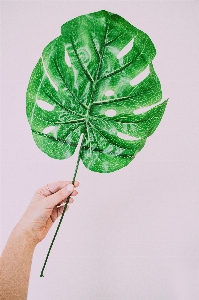 Foto Folha verde plantar botânica
