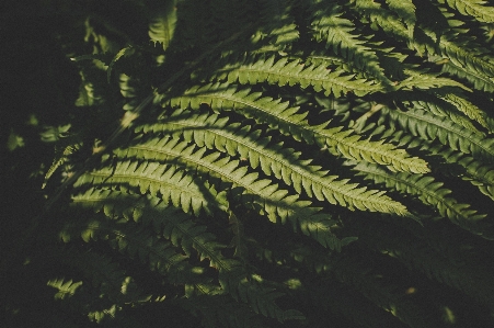 Terrestrial plant vegetation leaf ferns and horsetails Photo