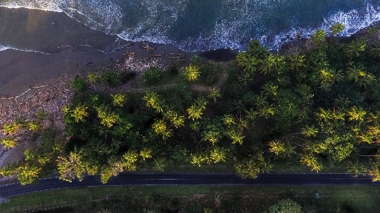 Nature vegetation tree plant Photo