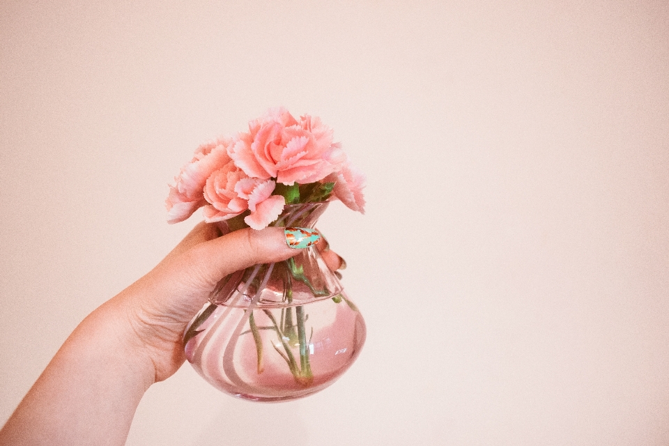 Pink flower cut flowers rose