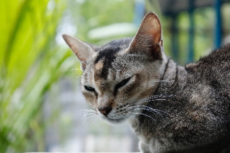 Foto Kucing mamalia bertulang belakang
 berukuran kecil hingga sedang
