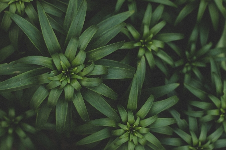 緑 花 植物 葉 写真