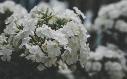 Blühende pflanze
 weiss blume anlage Foto