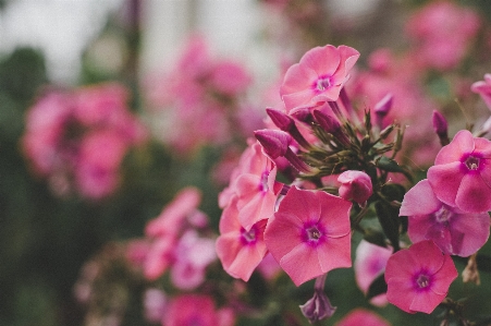 Blume blühende pflanze
 blütenblatt rosa Foto