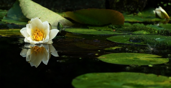 Flower fragrant white water lily aquatic plant sacred lotus Photo