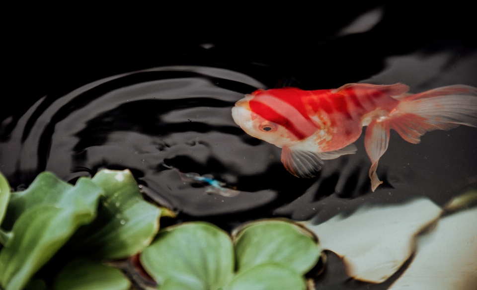 Fish koi tail goldfish