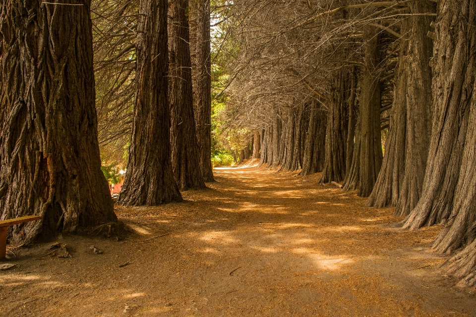 Tree nature natural environment forest