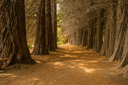 Tree nature natural environment forest Photo