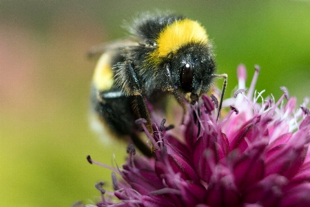 Bee honeybee insect bumblebee Photo