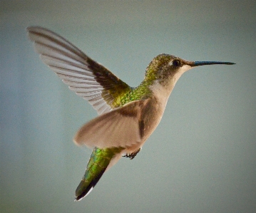 Bird hummingbird beak wing Photo